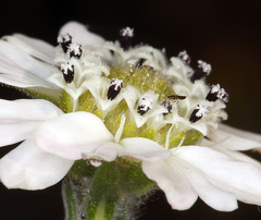 Hemizonia congesta clevelandii