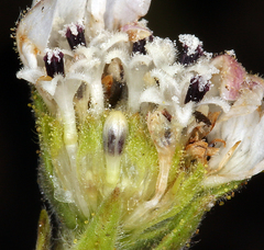 Hemizonia congesta clevelandii