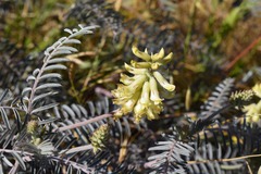 Astragalus asymmetricus
