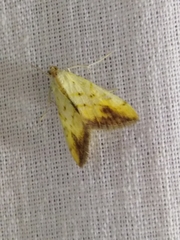 Evergestis extimalis