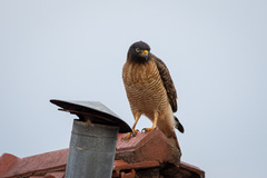 Rupornis magnirostris