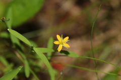 Hypericum canadense