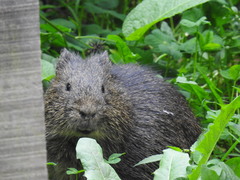 Cavia aperea anolaimae