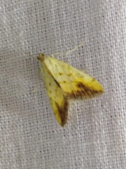 Evergestis extimalis