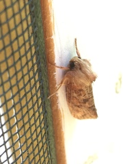 Acrolophus plumifrontella