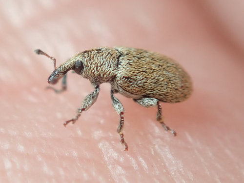 Rough-haired Weevil