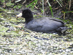 Fulica americana columbiana