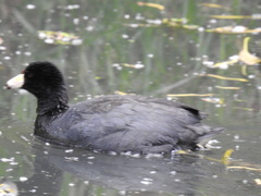 Fulica americana columbiana