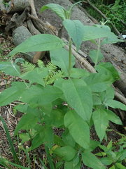 Lysimachia vulgaris