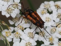 Stenurella septempunctata
