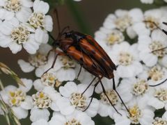 Stenurella septempunctata