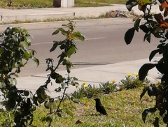 Crotophaga sulcirostris