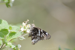 Codatractus arizonensis