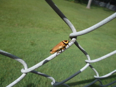 Ellipsidion reticulatum