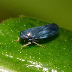 Limotettix anthracinus