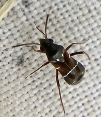 Pilophorus perplexus