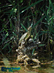 Emys orbicularis persica