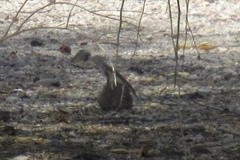 Callisaurus draconoides ventralis