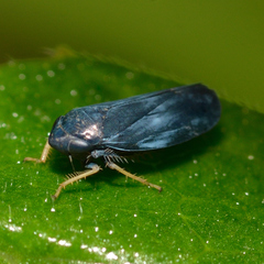 Limotettix anthracinus