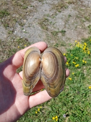 Pyganodon grandis