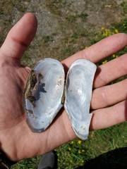 Pyganodon grandis