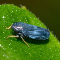 Limotettix anthracinus