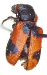 Smaragdina spectabilis