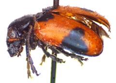 Smaragdina spectabilis