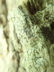 Alyxoria varia