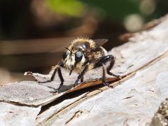 Laphria gibbosa