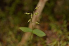 Neottia banksiana