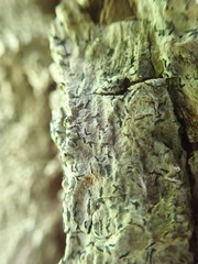 Alyxoria varia