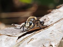 Laphria gibbosa