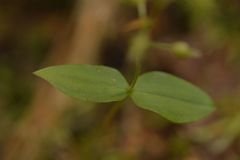 Neottia banksiana