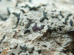 Alyxoria varia