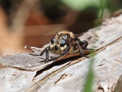 Laphria gibbosa