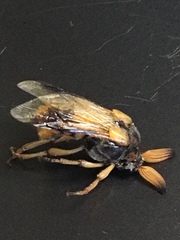 Ripiphorus
