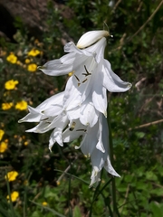 Paradisea liliastrum