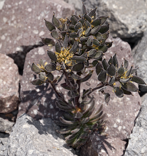 Draba aureola