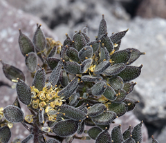 Draba aureola