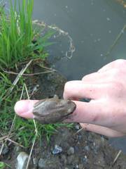Hyla japonica