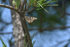 Neope goschkevitschii