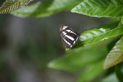 Neptis sappho intermedia