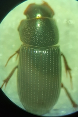 Ataenius strigatus