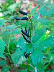 Vicia oroboides