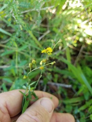 Galphimia angustifolia