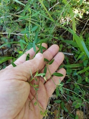 Galphimia angustifolia