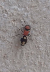 Ronisia brutia
