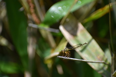 Pseudocopera annulata