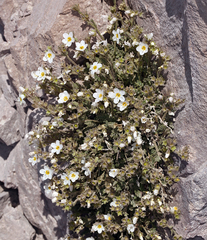 Polemonium pulcherrimum shastense